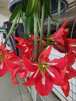 Red Amaryllis