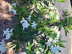 WESTRINGIA LONGIFOLIA