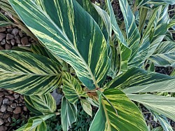 VARIGATED SHELL GINGER