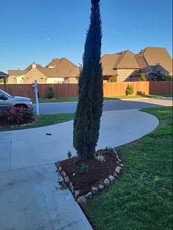 ITALIAN CYPRESS