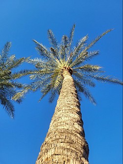 DATE PALM