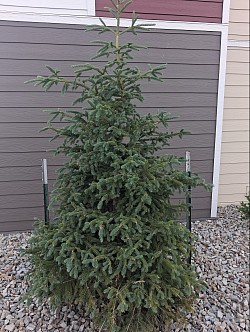 BUCKTHORN