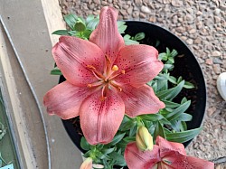 PINK LILY