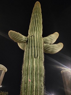 SAGUARO CACTUS