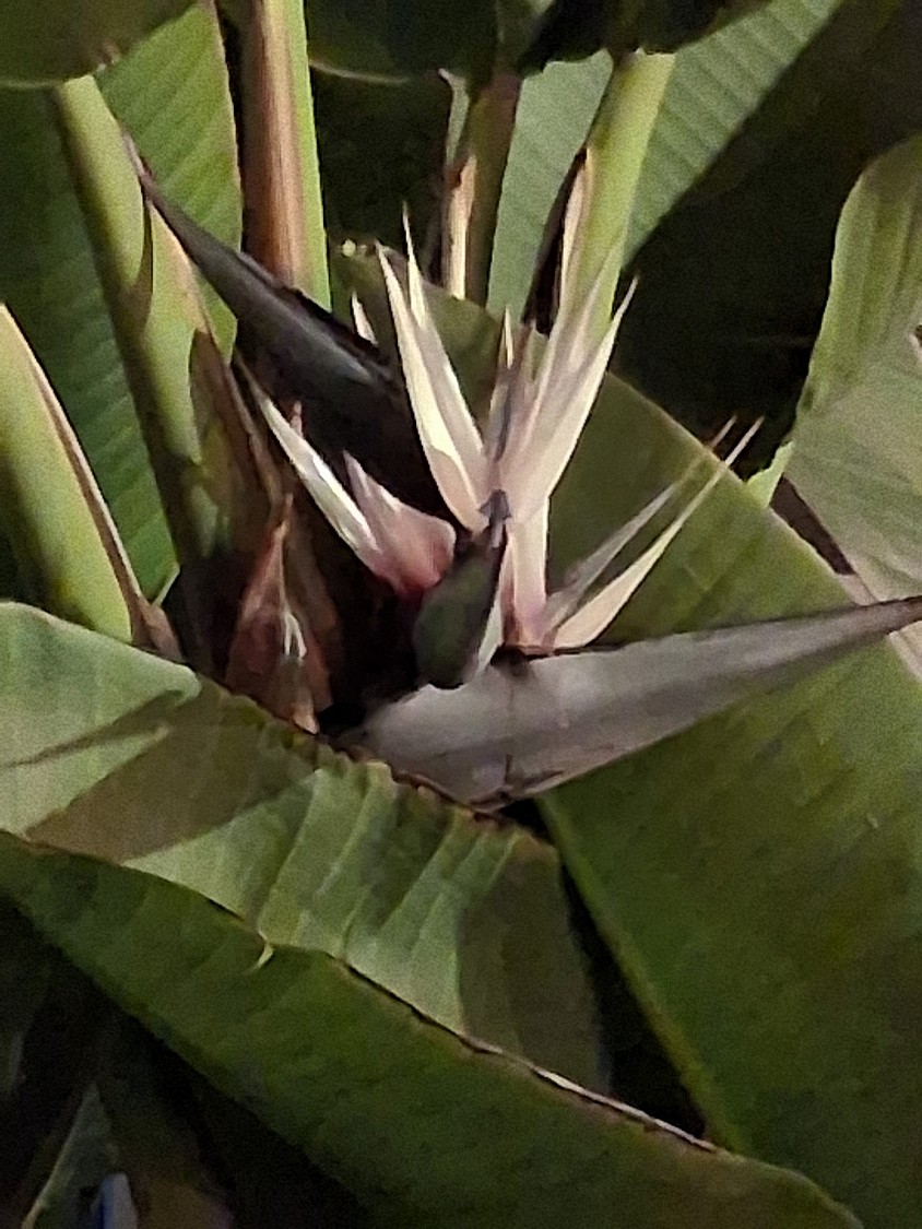 GIANT WHITE BIRD OF PARADISE